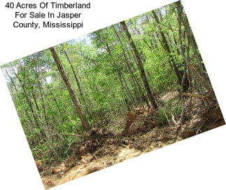 40 Acres Of Timberland For Sale In Jasper County, Mississippi