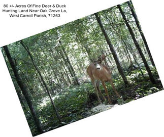 80 +/- Acres Of Fine Deer & Duck Hunting Land Near Oak Grove La, West Carroll Parish, 71263