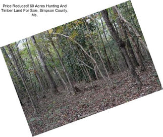 Price Reduced! 60 Acres Hunting And Timber Land For Sale, Simpson County, Ms.