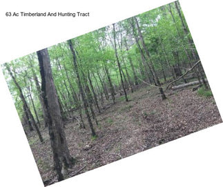 63 Ac Timberland And Hunting Tract