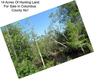 14 Acres Of Hunting Land For Sale In Columbus County Nc!