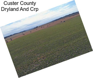 Custer County Dryland And Crp