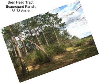 Bear Head Tract, Beauregard Parish, 83.73 Acres