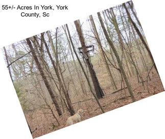 55+/- Acres In York, York County, Sc
