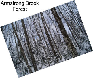 Armstrong Brook Forest