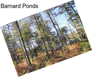 Barnard Ponds