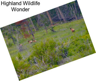 Highland Wildlife Wonder