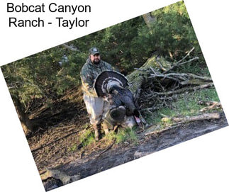 Bobcat Canyon Ranch - Taylor