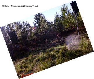 709 Ac - Timberland & Hunting Tract
