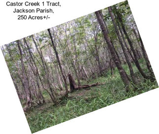 Castor Creek 1 Tract, Jackson Parish, 250 Acres+/-