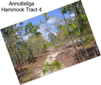 Annutteliga Hammock Tract 4