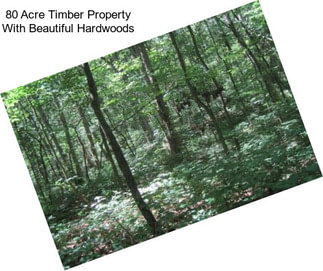 80 Acre Timber Property With Beautiful Hardwoods