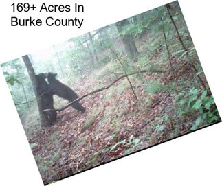 169+ Acres In Burke County