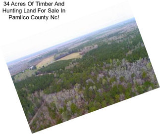 34 Acres Of Timber And Hunting Land For Sale In Pamlico County Nc!