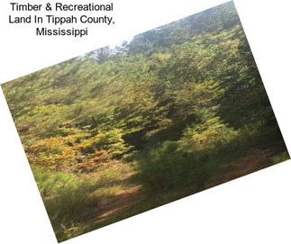 Timber & Recreational Land In Tippah County, Mississippi