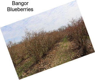 Bangor Blueberries