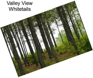 Valley View Whitetails