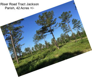 Riser Road Tract Jackson Parish, 42 Acres +/-