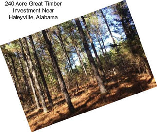 240 Acre Great Timber Investment Near Haleyville, Alabama