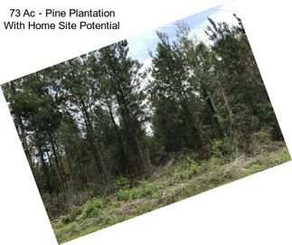 73 Ac - Pine Plantation With Home Site Potential