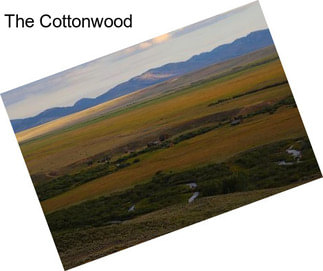 The Cottonwood