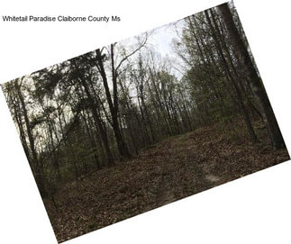 Whitetail Paradise Claiborne County Ms