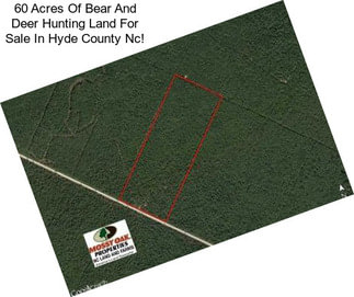 60 Acres Of Bear And Deer Hunting Land For Sale In Hyde County Nc!