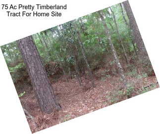 75 Ac Pretty Timberland Tract For Home Site