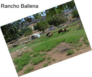 Rancho Ballena