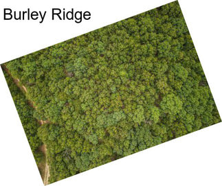 Burley Ridge
