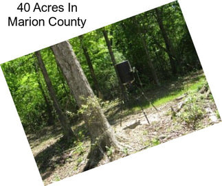 40 Acres In Marion County