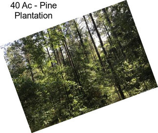 40 Ac - Pine Plantation