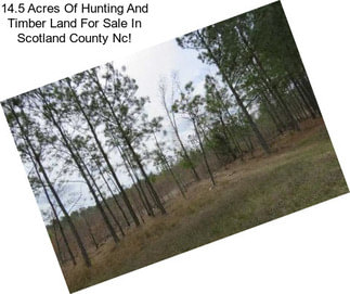 14.5 Acres Of Hunting And Timber Land For Sale In Scotland County Nc!