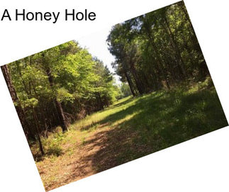 A Honey Hole