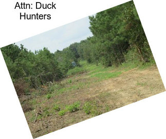 Attn: Duck Hunters