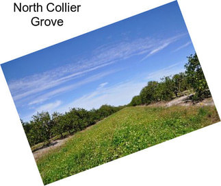North Collier Grove