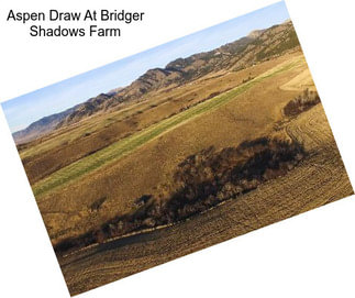 Aspen Draw At Bridger Shadows Farm