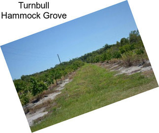 Turnbull Hammock Grove