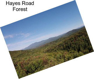 Hayes Road Forest