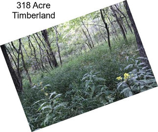 318 Acre Timberland