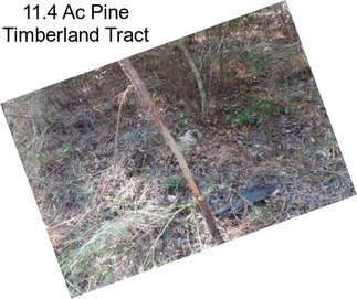 11.4 Ac Pine Timberland Tract