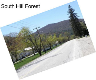 South Hill Forest