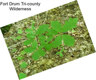 Fort Drum Tri-county Wilderness
