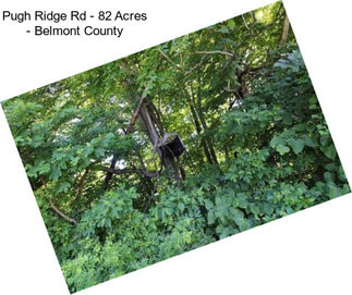 Pugh Ridge Rd - 82 Acres - Belmont County