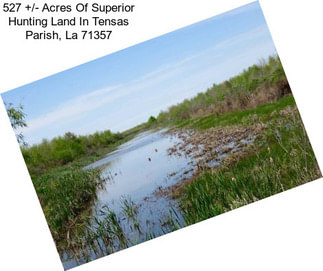 527 +/- Acres Of Superior Hunting Land In Tensas Parish, La 71357