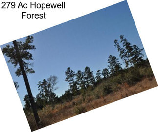 279 Ac Hopewell Forest