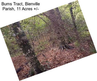 Bums Tract, Bienville Parish, 11 Acres +/-