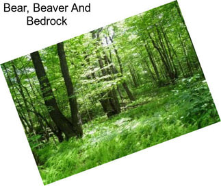 Bear, Beaver And Bedrock