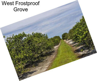 West Frostproof Grove