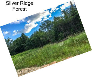 Silver Ridge Forest